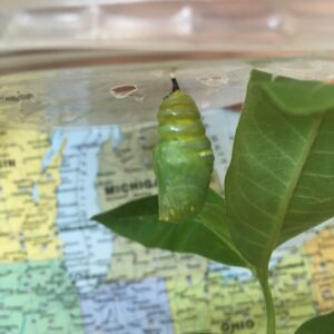 Monarch New Chrysalis 