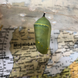 Monarch Chrysalis 