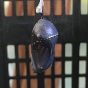 Chrysalis Clear