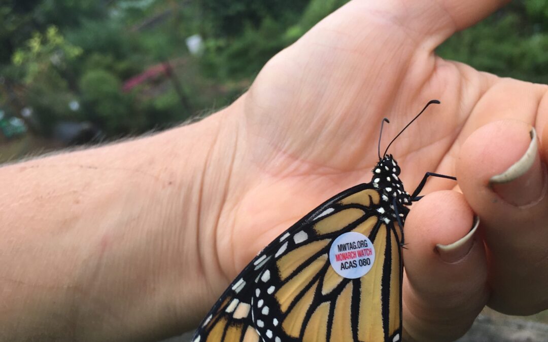 How To Raise Monarch Butterflies