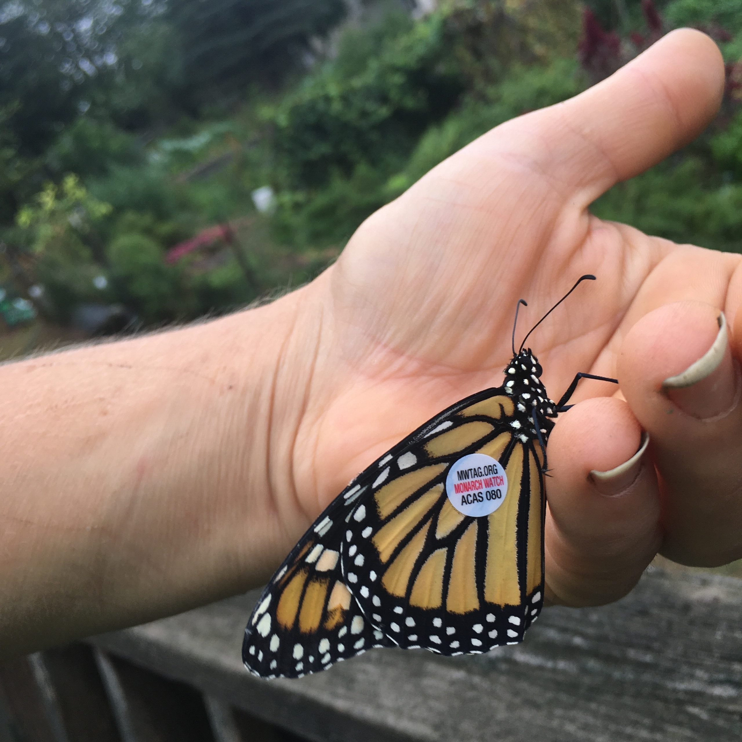 how-to-raise-monarch-butterflies-strategic-healing