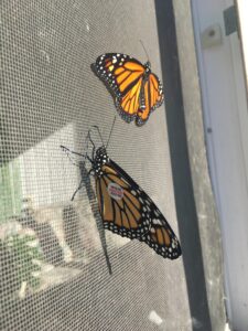 Monarch Tag